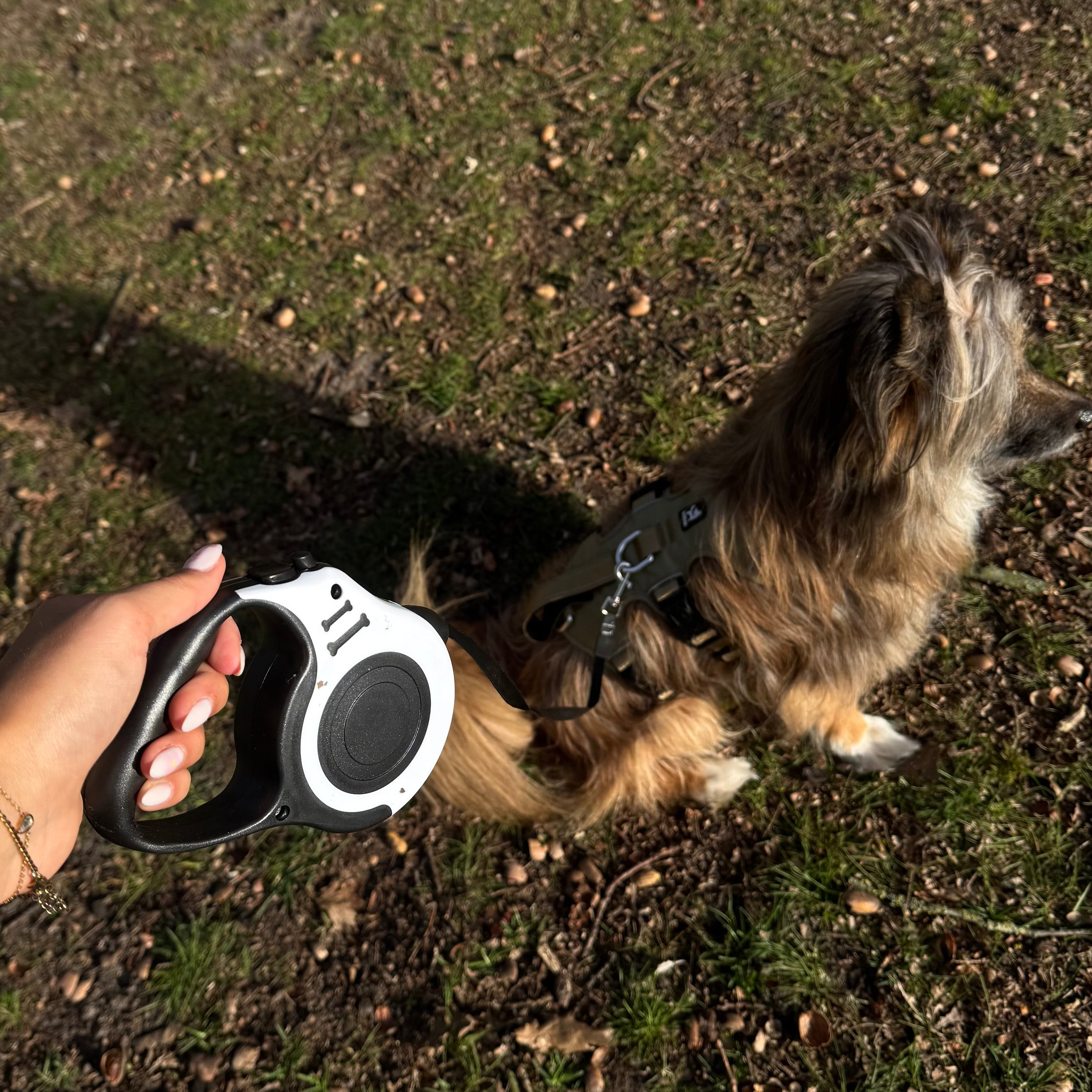 Dailypets 3 m & 5 m Retractable Dog Lead with Ergonomic Grip and Secure Lock