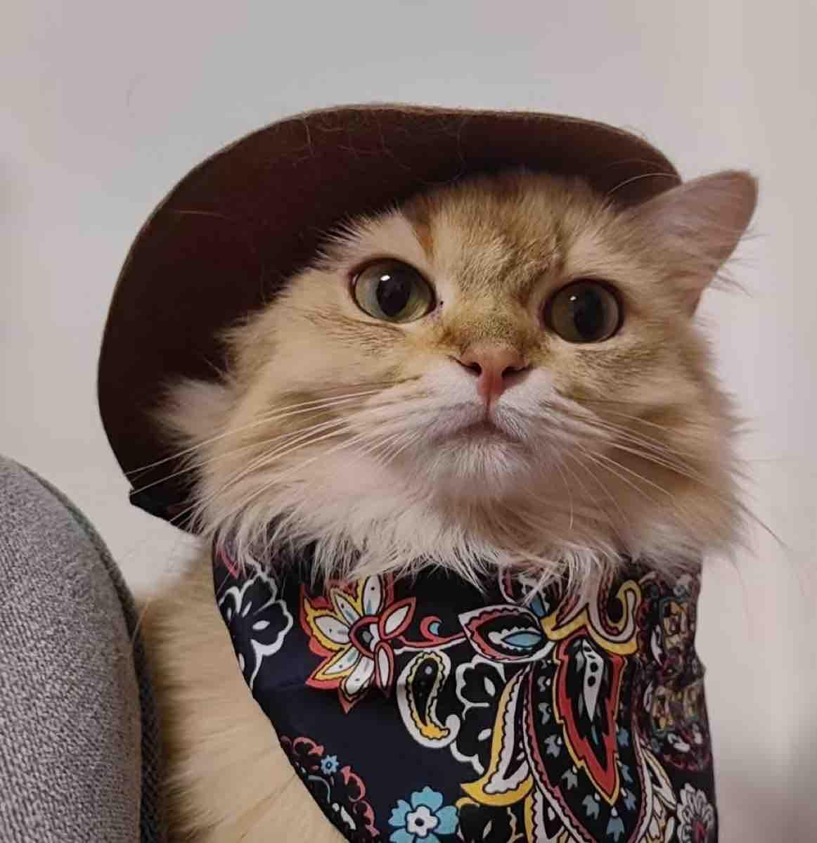 Dailypets Western-Style Cat Bandana for Indoor Cats and Special Occasions