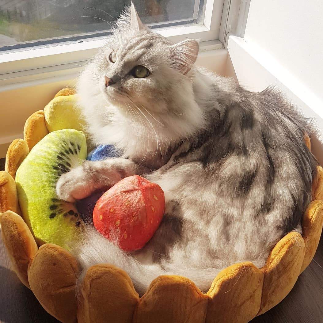 Dailypets Cozy Fruit Tart Cat Bed with Playful Plush Accents