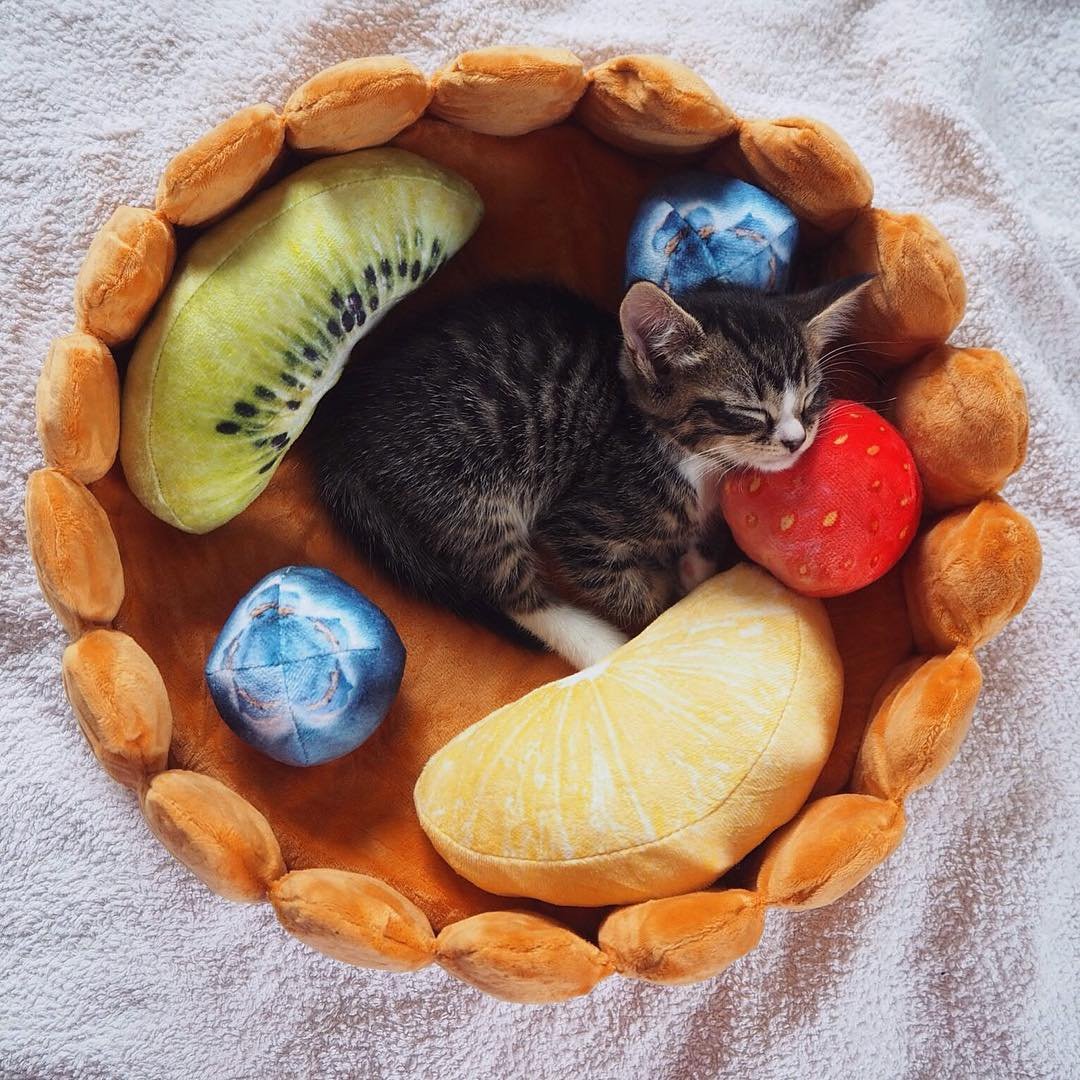 Dailypets Cozy Fruit Tart Cat Bed with Playful Plush Accents