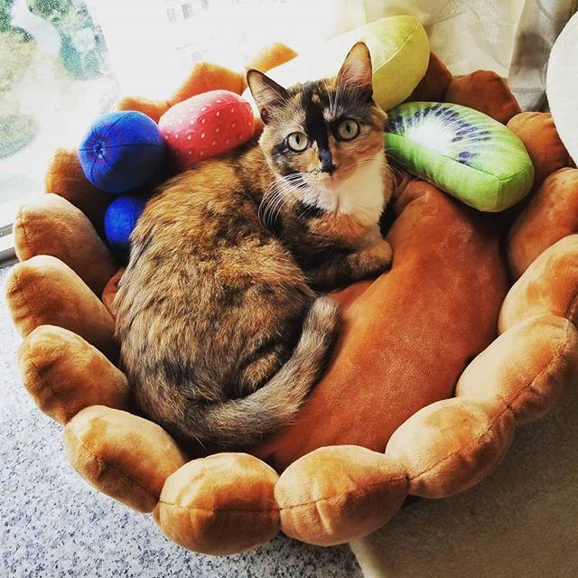 Dailypets Soft Plush Cat Bed with Toy Cushions