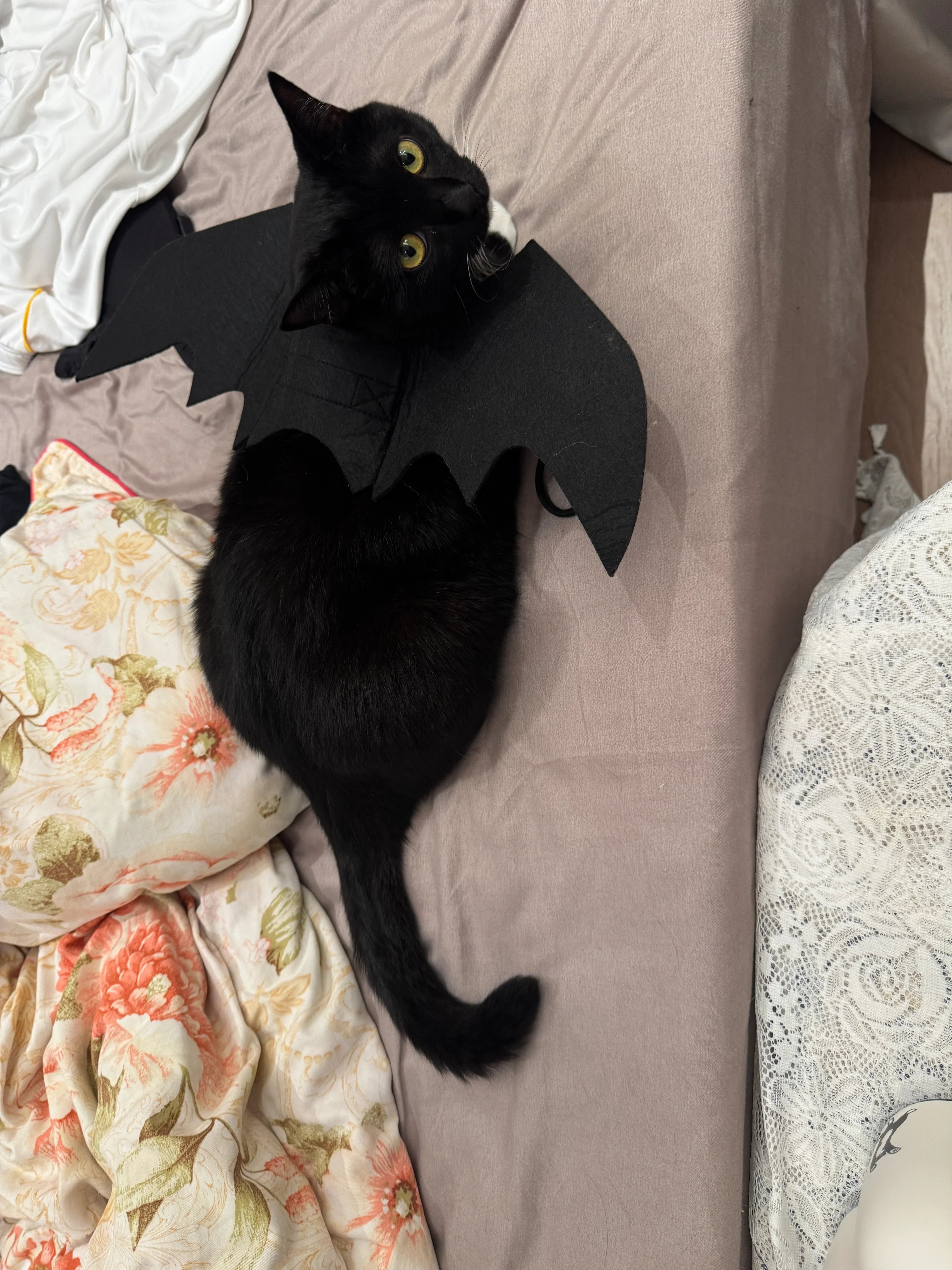 Dailypets Halloween Bat Wings for Cats with Lightweight Pet-Friendly Design