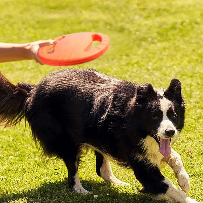 Dailypets Durable Dog Flying Disc for Fetch, Training & Outdoor Play