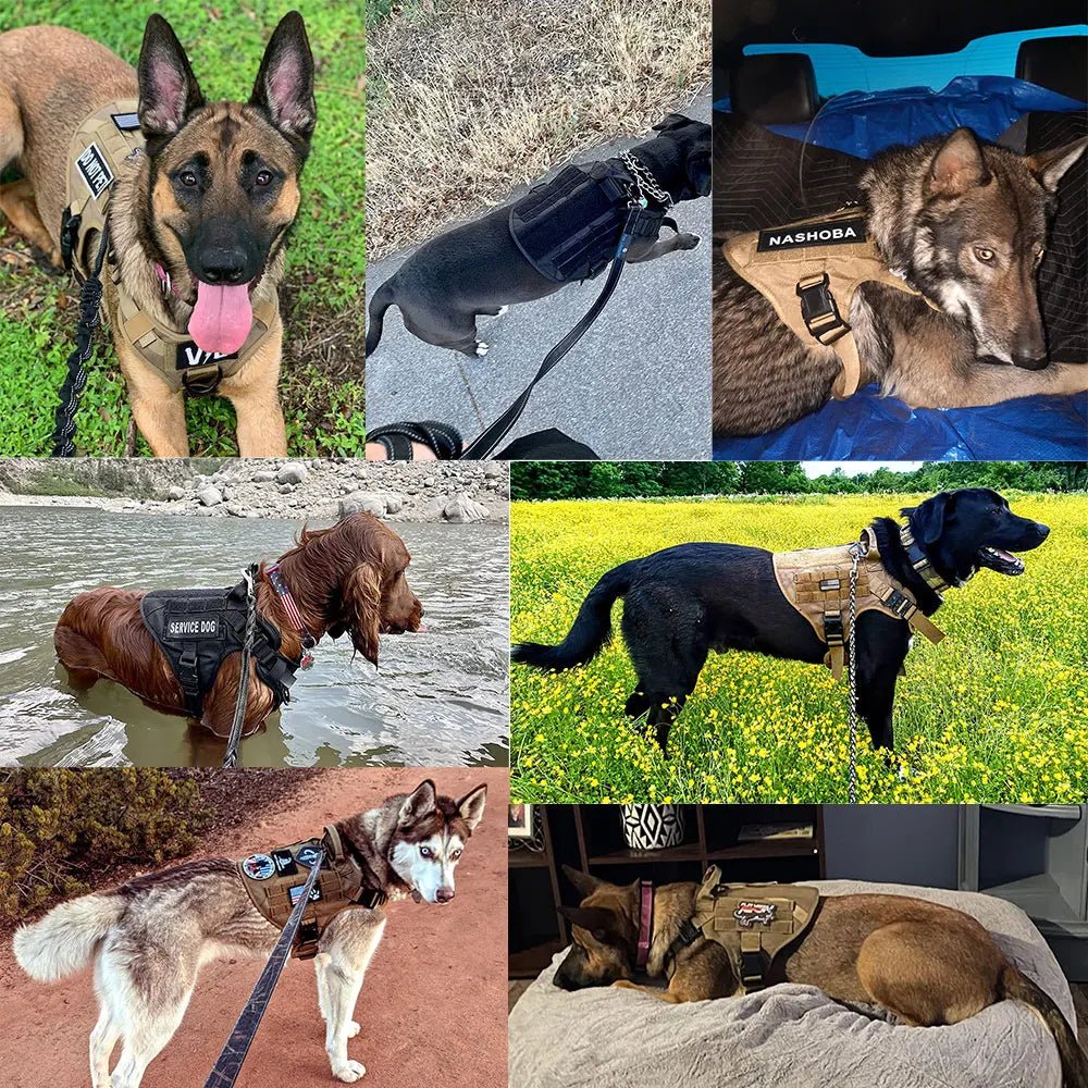 Dailypets Tactical Dog Harness with MOLLE System for Training and Outdoor Adventures