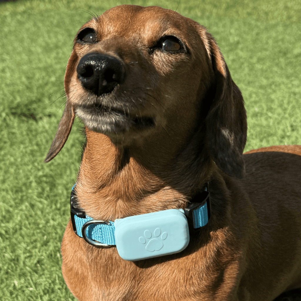 Dailypets Bluetooth Pet Locator for Apple Devices with Real-Time Find My Integration