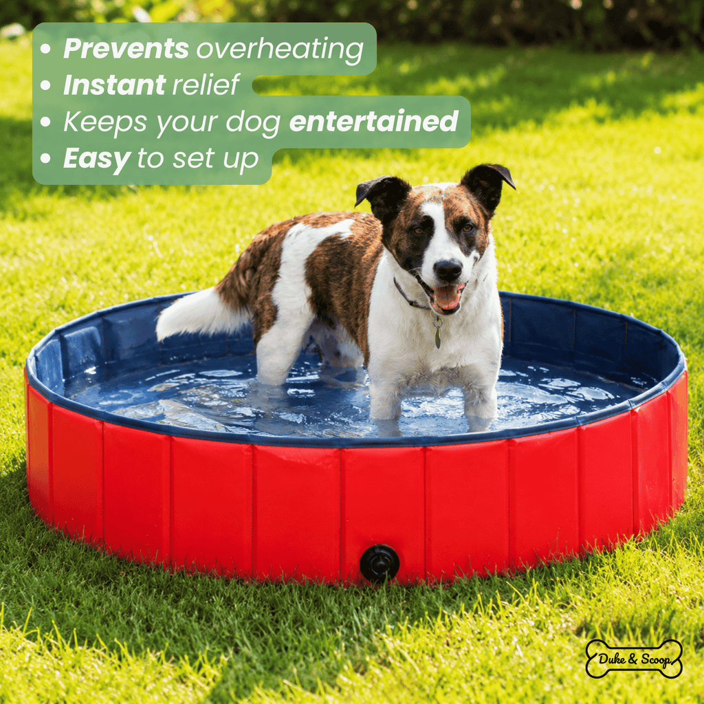 Dailypets Foldable Pet Pool with Portable Design for Outdoor Cooling and Summer Fun