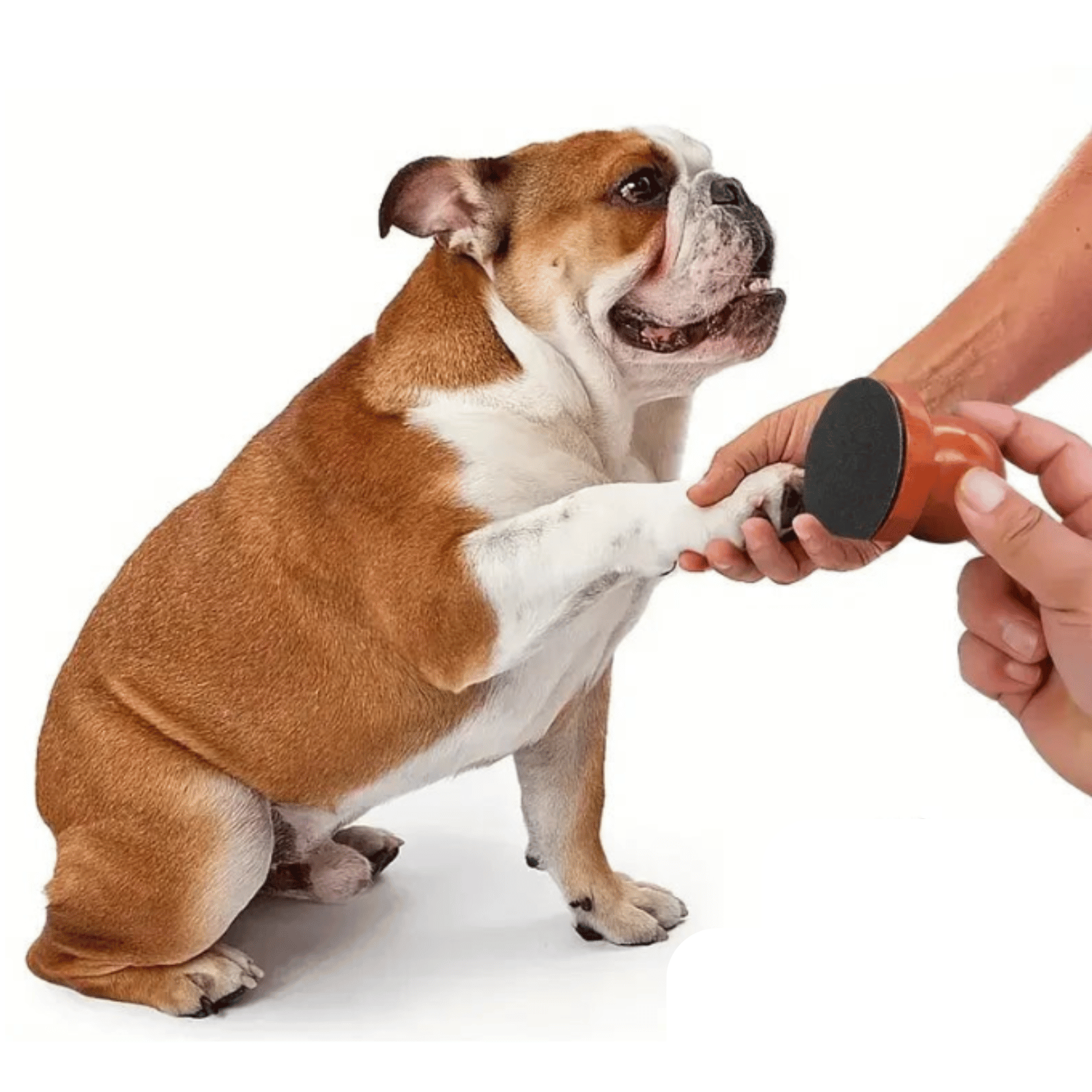 Dailypets Wooden Pet Nail Scratch Board for Dogs and Cats with Replaceable Sandpaper