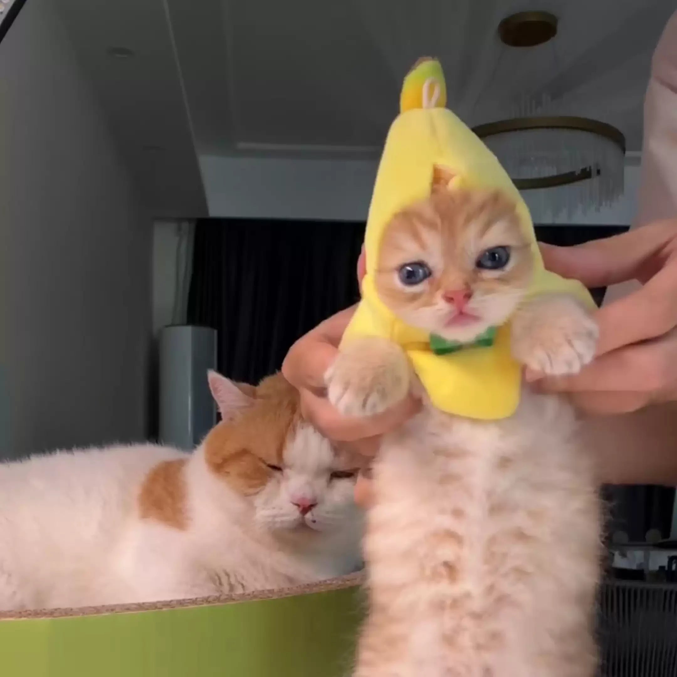 Dailypets Banana Cat Costume with Soft Lightweight Fabric and Green Bow Tie